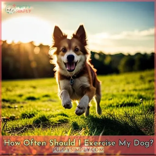 How Often Should I Exercise My Dog?