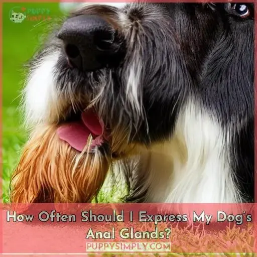How Often Should I Express My Dog’s Anal Glands?