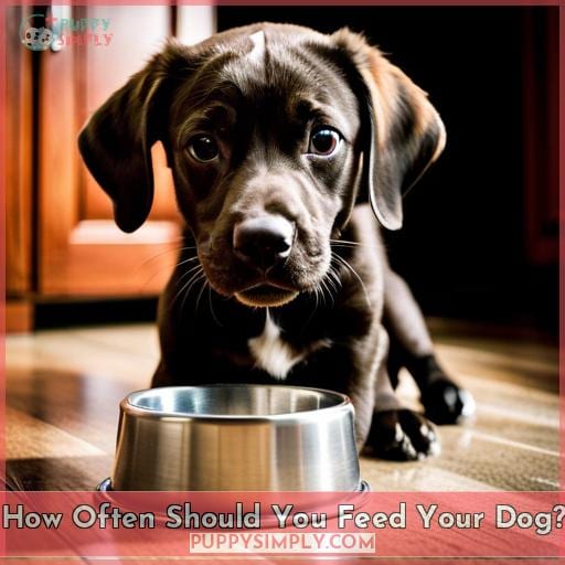 How Often Should You Feed Your Dog