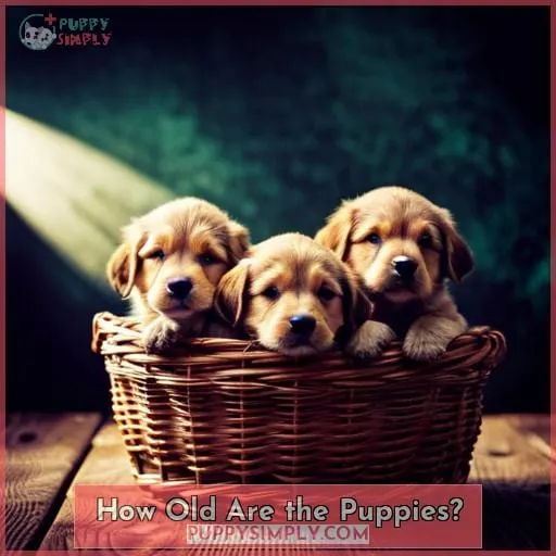 How Old Are the Puppies?