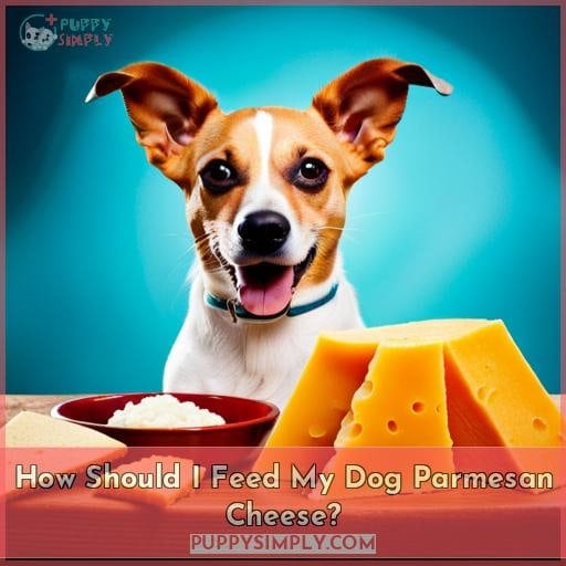 How Should I Feed My Dog Parmesan Cheese?