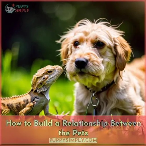 How to Build a Relationship Between the Pets