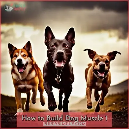 how to build dog muscle 1