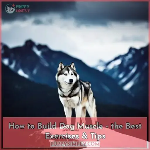 how to build dog muscle