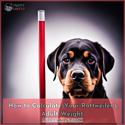 How to Calculate Your Rottweiler’s Adult Weight