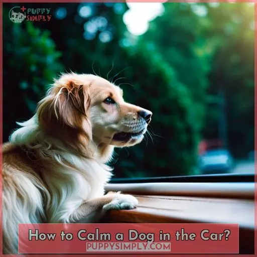 How to Calm a Dog in the Car?