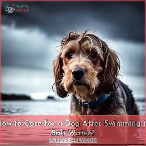 How to Care for a Dog After Swimming in Salt Water?