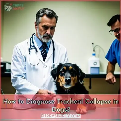 How to Diagnose Tracheal Collapse in Dogs