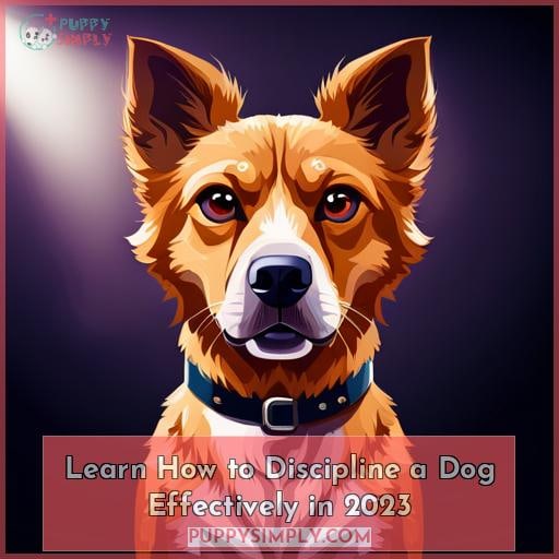 Learn How to Discipline a Dog Effectively in 2023