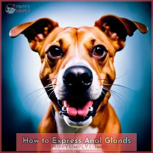 How to Express Anal Glands