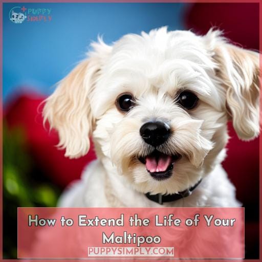 How to Extend the Life of Your Maltipoo