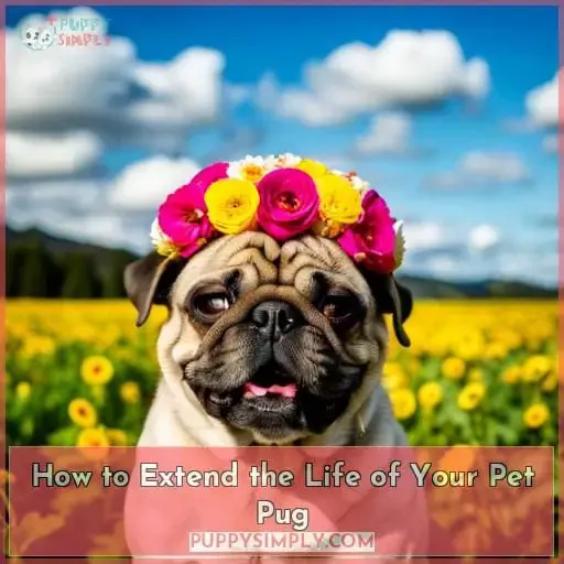 How to Extend the Life of Your Pet Pug
