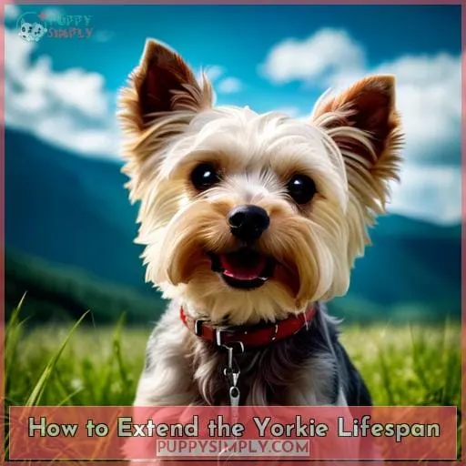 How to Extend the Yorkie Lifespan