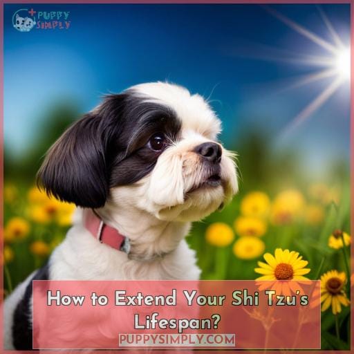How to Extend Your Shi Tzu’s Lifespan?