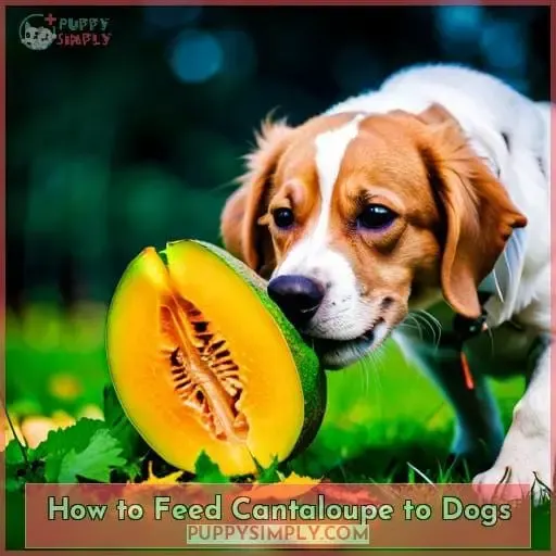How to Feed Cantaloupe to Dogs