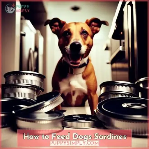 How to Feed Dogs Sardines