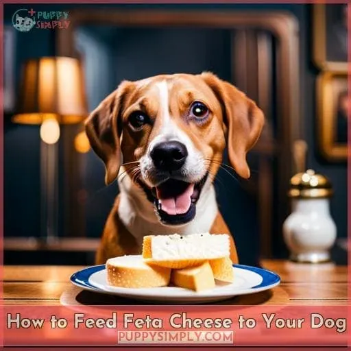 How to Feed Feta Cheese to Your Dog