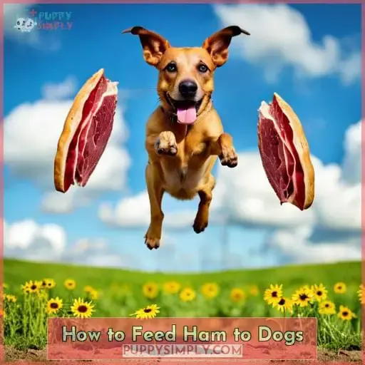 How to Feed Ham to Dogs