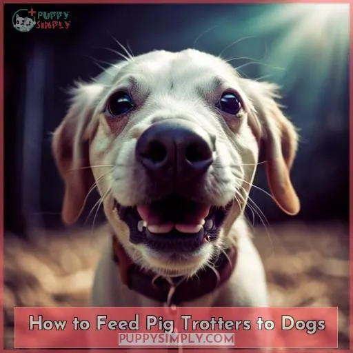 How to Feed Pig Trotters to Dogs