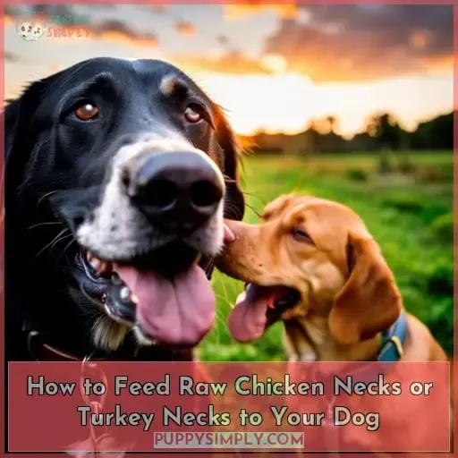How to Feed Raw Chicken Necks or Turkey Necks to Your Dog