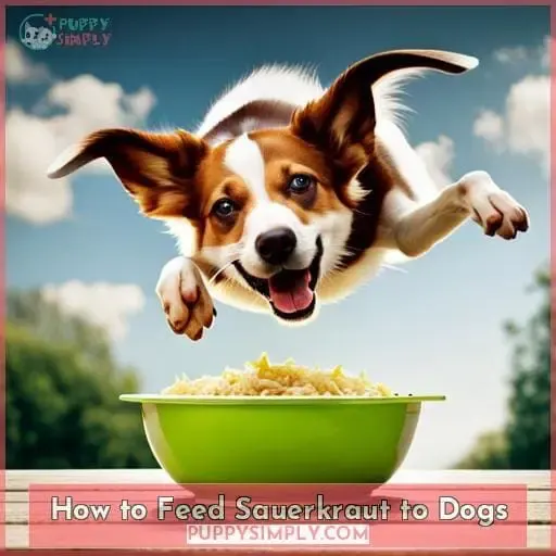How to Feed Sauerkraut to Dogs