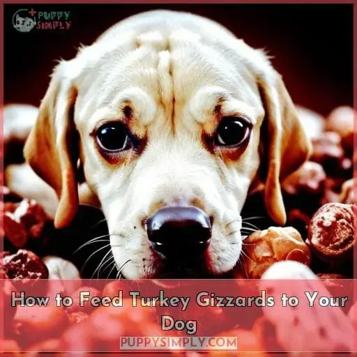 How to Feed Turkey Gizzards to Your Dog