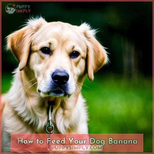 How to Feed Your Dog Banana