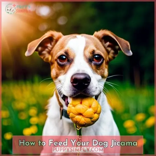 How to Feed Your Dog Jicama