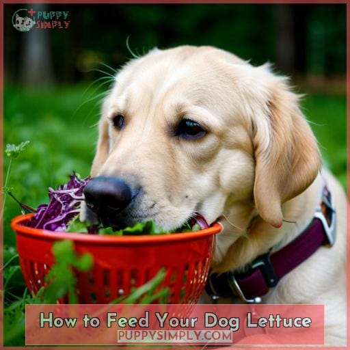 How to Feed Your Dog Lettuce
