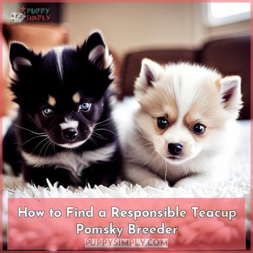 How to Find a Responsible Teacup Pomsky Breeder