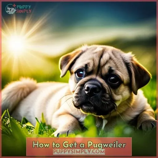 How to Get a Pugweiler