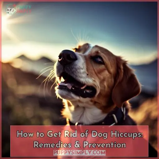 how to get rid of dog hiccups