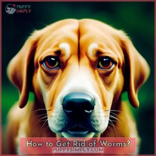 How to Get Rid of Worms?