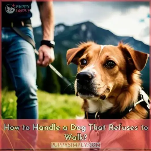 How to Handle a Dog That Refuses to Walk?