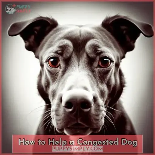 How to Help a Congested Dog