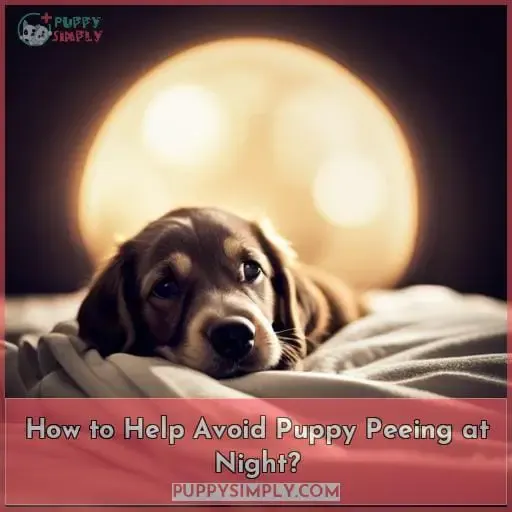How to Help Avoid Puppy Peeing at Night?