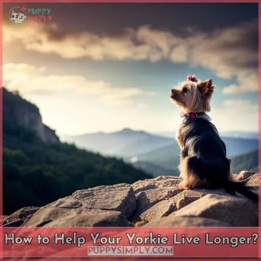 How to Help Your Yorkie Live Longer?