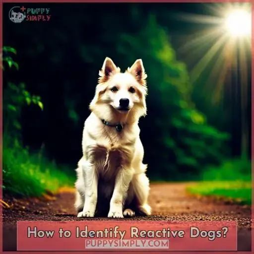 How to Identify Reactive Dogs?