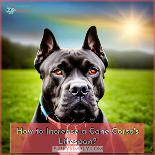 How to Increase a Cane Corso