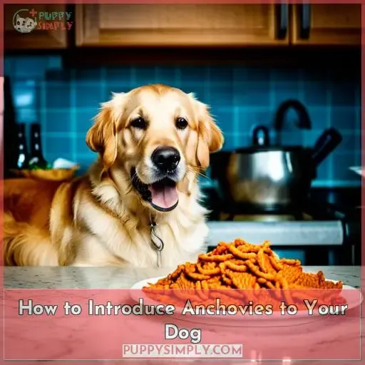 How to Introduce Anchovies to Your Dog