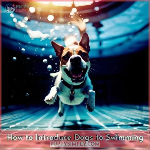 How to Introduce Dogs to Swimming