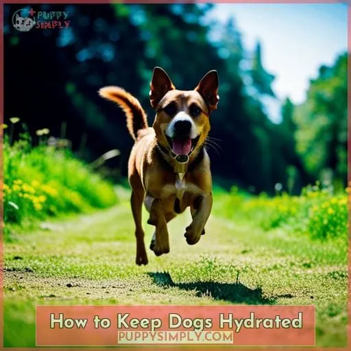 How to Keep Dogs Hydrated