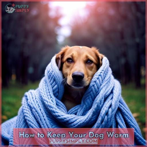 How to Keep Your Dog Warm