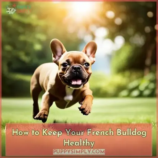 How to Keep Your French Bulldog Healthy