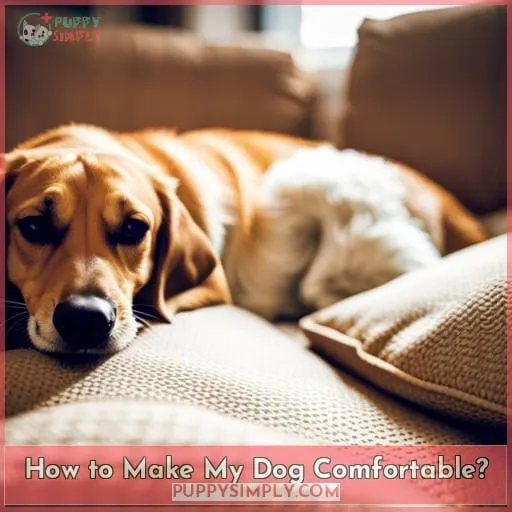 How to Make My Dog Comfortable?