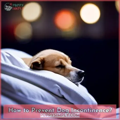 How to Prevent Dog Incontinence?