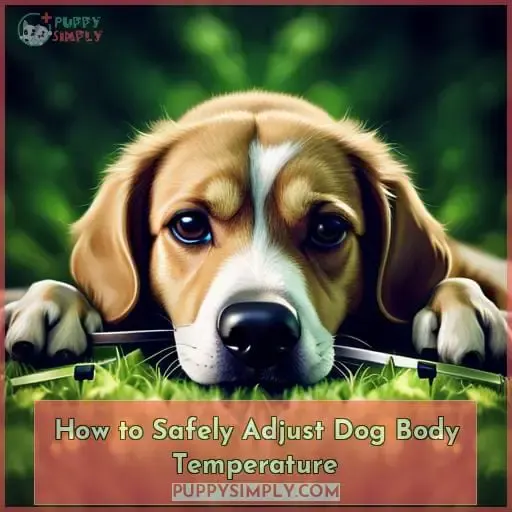How to Safely Adjust Dog Body Temperature