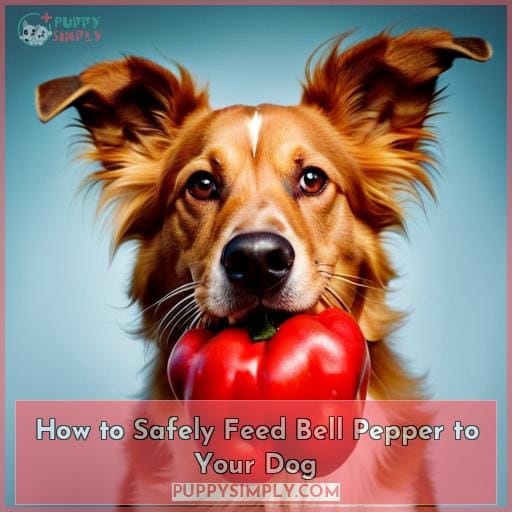 How to Safely Feed Bell Pepper to Your Dog
