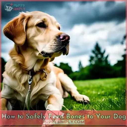 How to Safely Feed Bones to Your Dog
