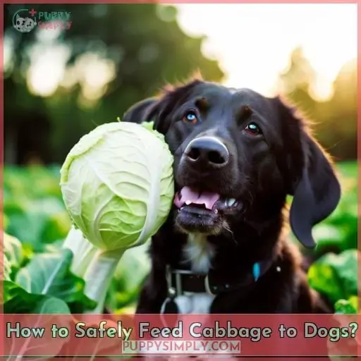 How to Safely Feed Cabbage to Dogs?